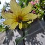 Single flowering dahlias Image 2