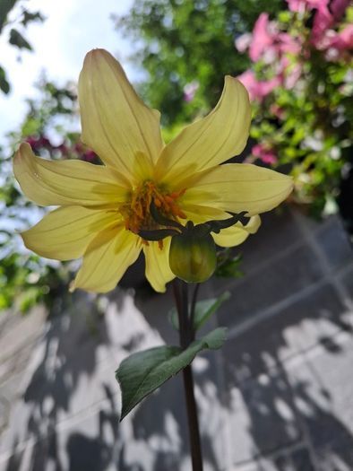 Single flowering dahlias