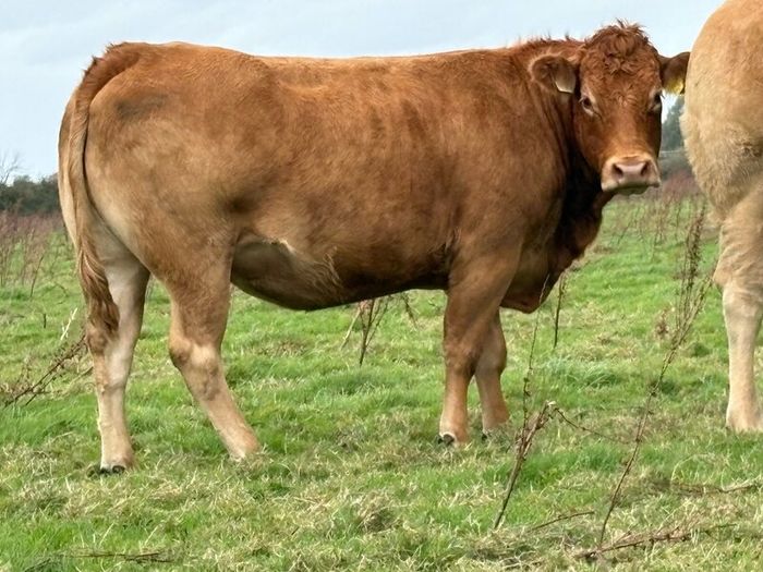 5 smashing incalf heifers