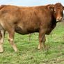 5 smashing incalf heifers Image 4