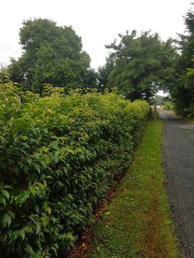 Portuguese Laurel Hedging Plants