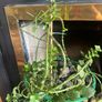 beautiful plant Image 4