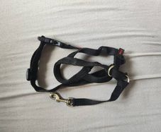 Halti head collar