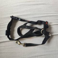 Halti head collar