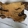 American Redwood Burl Image 2