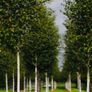 White Birch Trees 13ft / 4 meters Image 2