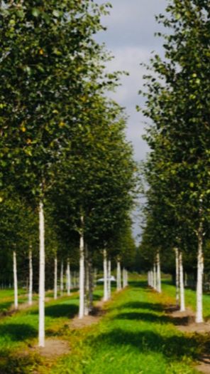 White Birch Trees 13ft / 4 meters
