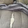 Free for collection couch and foot rest Image 4