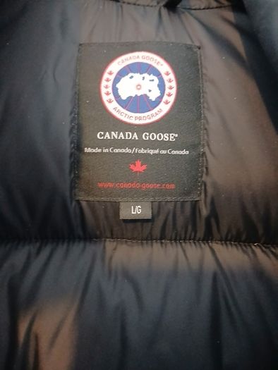 Canada goose