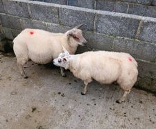 Purebred Beltex ram lamb