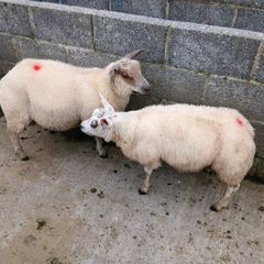 Purebred Beltex ram lamb