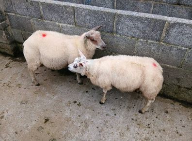 Purebred Beltex ram lamb