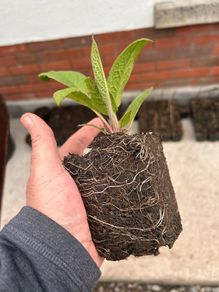 Make your own fertiliser with comfrey Bocking 14
