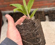 Make your own fertiliser with comfrey Bocking 14