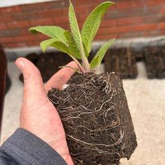 Make your own fertiliser with comfrey Bocking 14