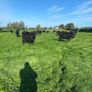 Beef cattle Image 3