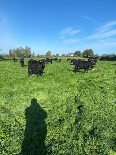 Beef cattle