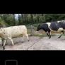 4 Belgian Blue in calf Heifers Image 9