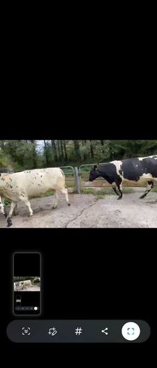 4 Belgian Blue in calf Heifers