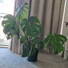 Monstera