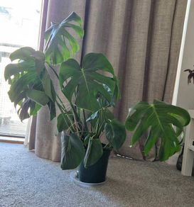 Monstera