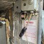 Firebird Oil Boiler with Riello RDB2.2 burner Image 4