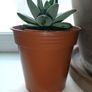 Pachyphytum Plant Image 7
