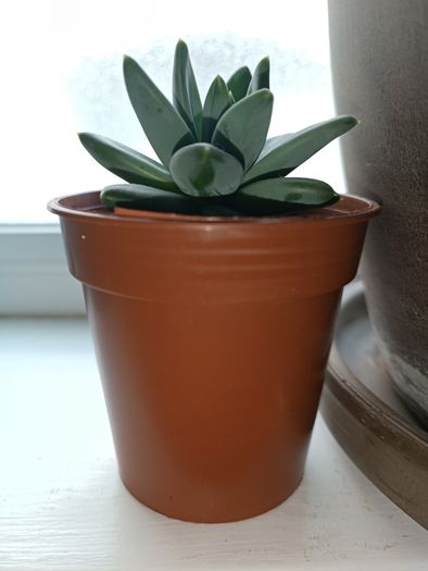 Succulent Plant