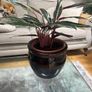 Tricolour Stromanthe Plant Image 3