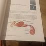 Muscle Energy Techniques: A Practical Guide for Physical Therapists Image 5