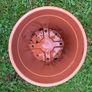 Plastic terracotta flower pot Image 3