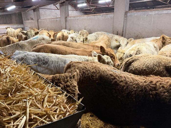 Charolais Weanlings