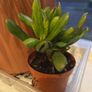 Spoon jade plant Image 2