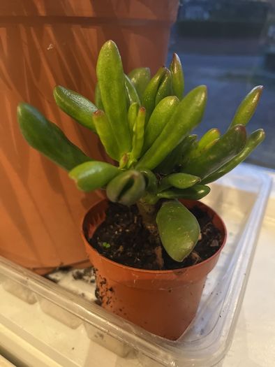 Spoon jade plant