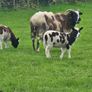 Jacob Ewe with 2 ewe lambs Image 6