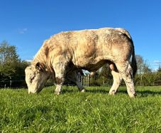 Charolais Bull