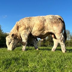 Charolais Bull