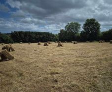 hay