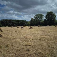 hay