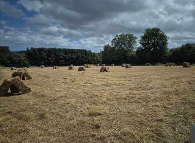 hay