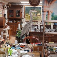 Vintage Taxidermy Grey Heron