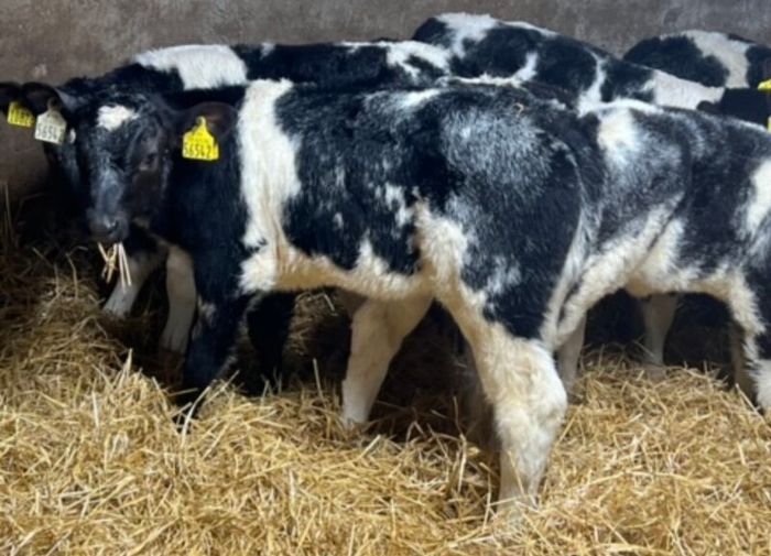 Belgian Blue Heifer Calves