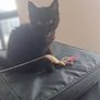 Kitten Image 3