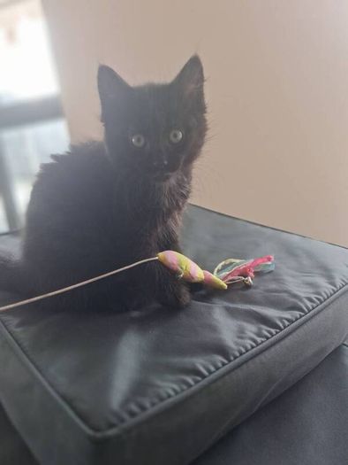 Kitten