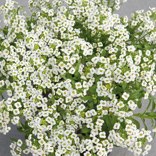 (A) Alyssum seeds Snow Cover 0.5g (402503)