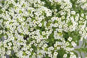 (A) Alyssum seeds Snow Cover 0.5g (402503)