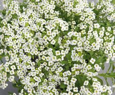 (A) Alyssum seeds Snow Cover 0.5g (402503)