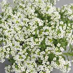 (A) Alyssum seeds Snow Cover 0.5g (402503)