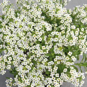 (A) Alyssum seeds Snow Cover 0.5g (402503)