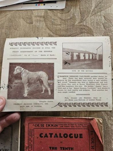 Catalogues Of The 10th & 11th Irish Kennel Club Shows 1931-32. Plus To Stud Cards For Dogs. Paperbacks In Only Fair Condition.  See Photos For Same.